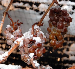 vin de glace